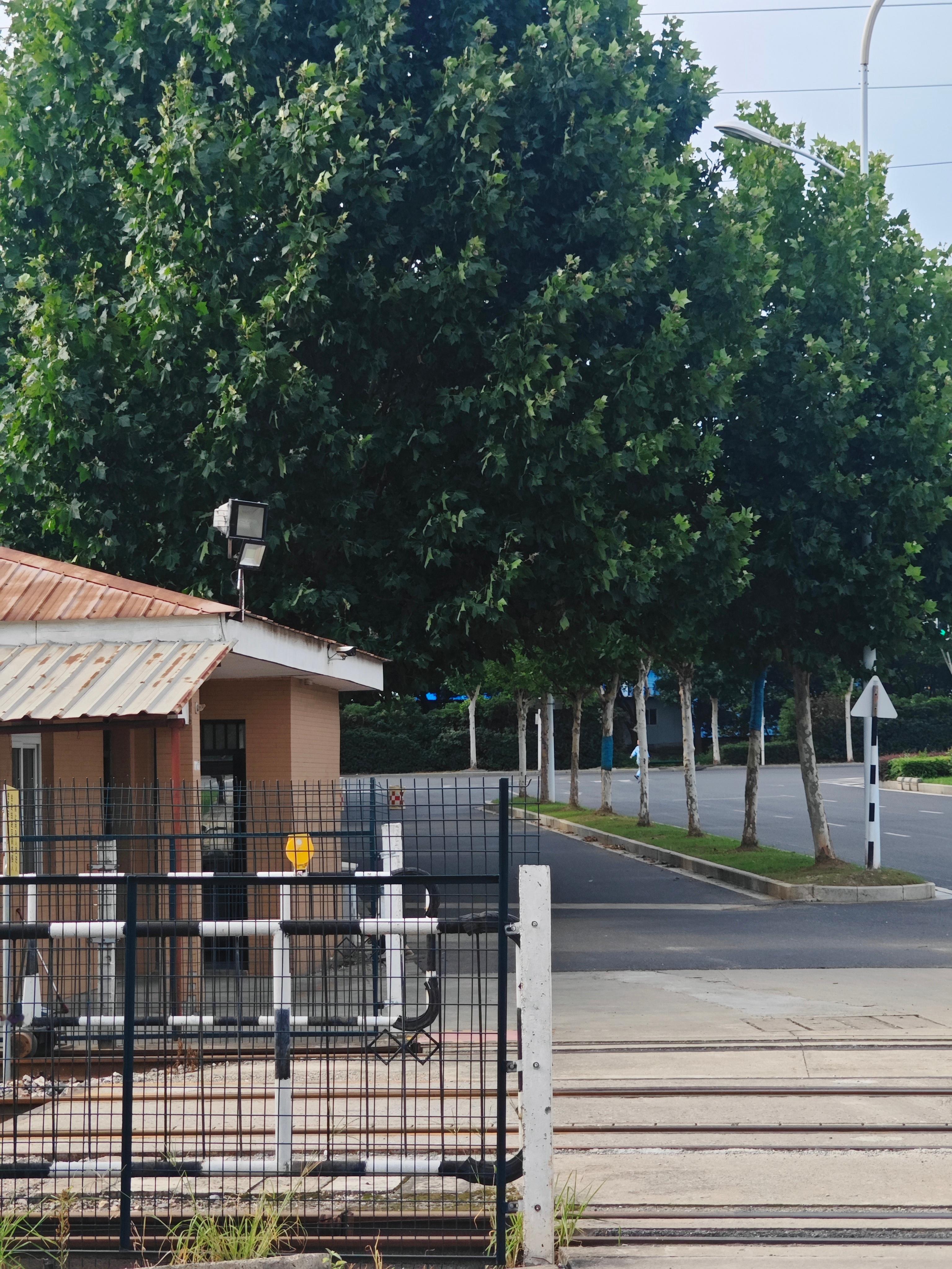 像是回到了记忆中的那个夏天！黄桷树下的树影斑驳，耳边回响的阵阵蝉鸣，像是回到了记