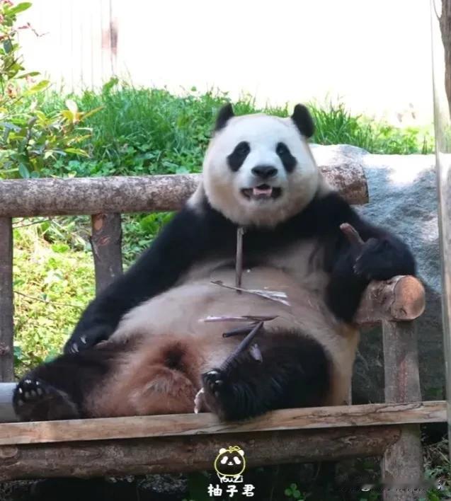 [大笑]福宝应该是和灵岩表哥通过电话了，福宝告诉灵岩表哥它想靠自己努力多积累一点