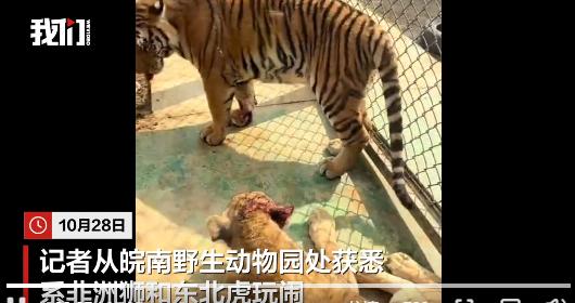 “狮子受伤！”10月27日，安徽皖南野生动物园，一头老虎把狮子扑倒在地，狮子头上