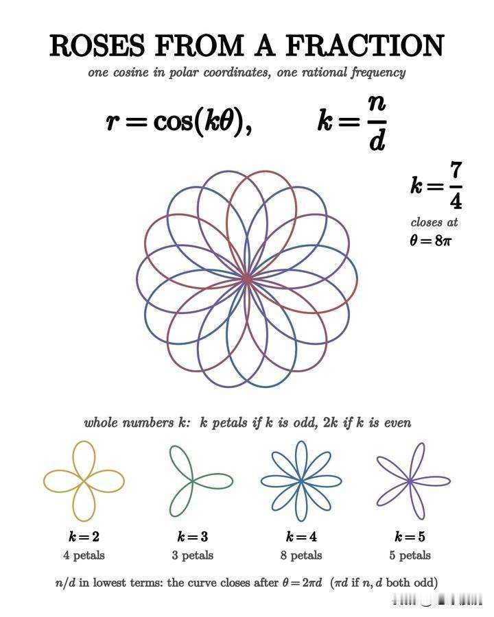 一个以极坐标绘制的余弦函数，逐渐展开成花瓣状。

玫瑰线 r = cos(kθ)