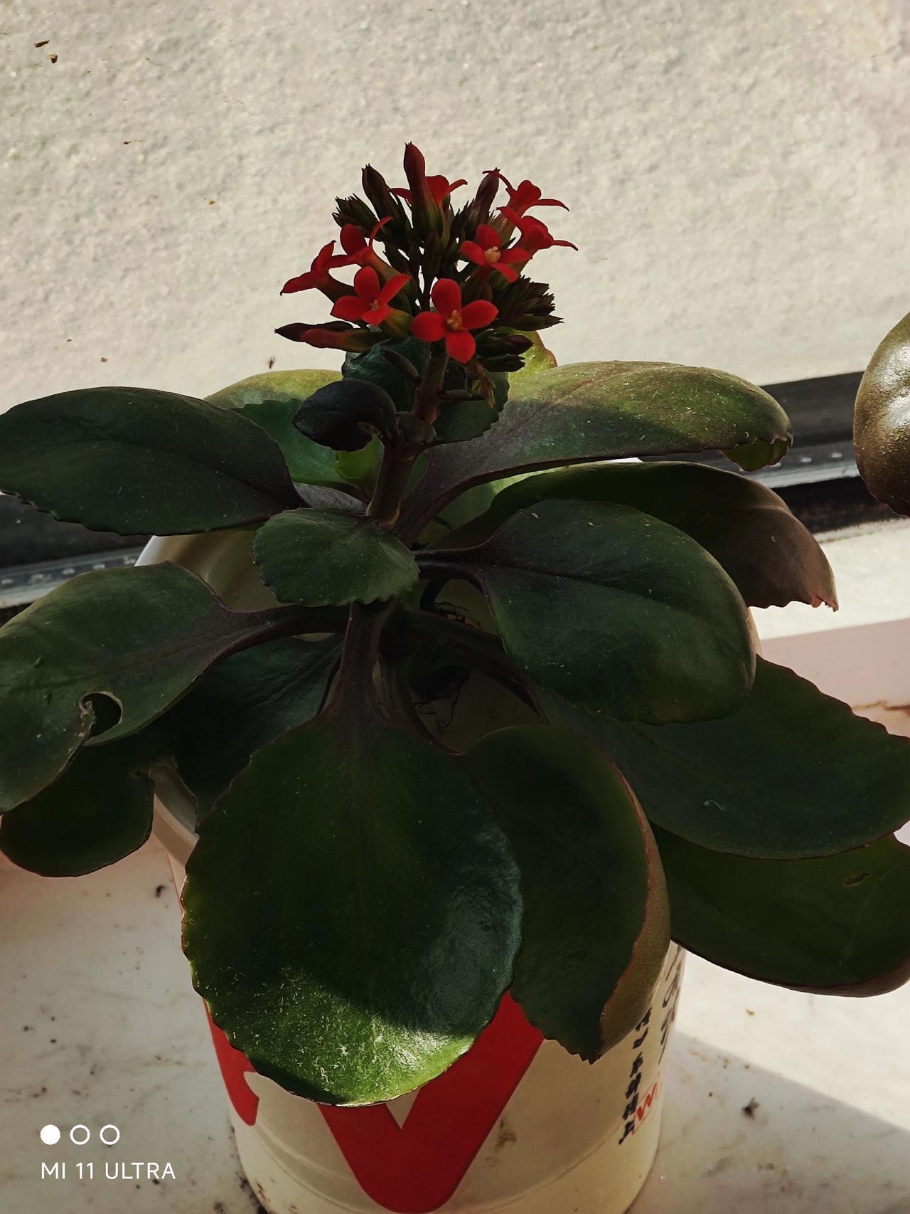 dou上热门话题 一花一草一世界 春已至花已开愿山河无恙人间皆安 万物生长阳台上