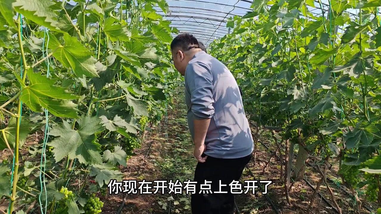 冷棚葡萄转色期的关键在于修穗和控果。

1️⃣**转色进度**：冷棚“春红三号”