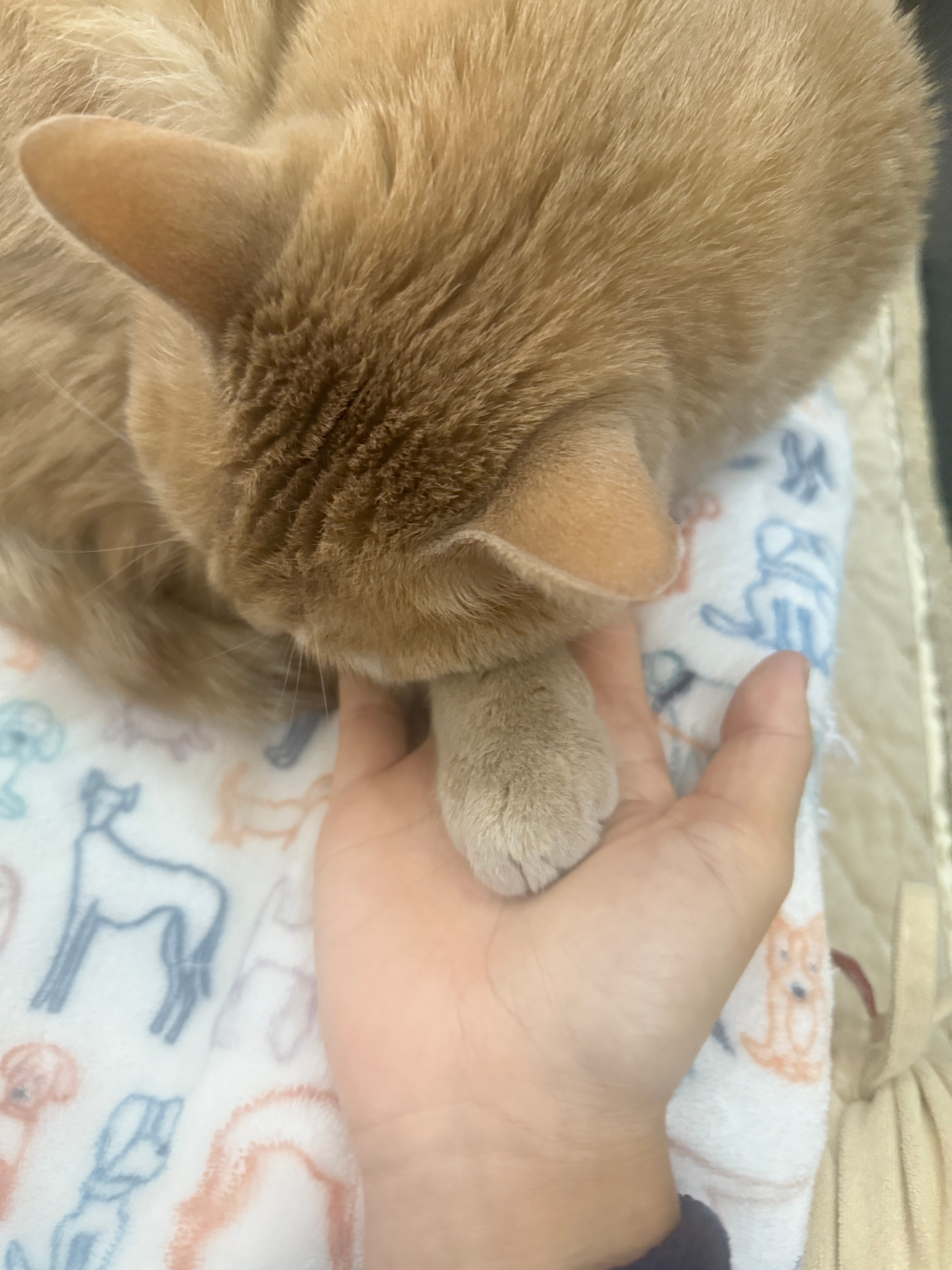 回北京搬砖喽🧱我想小橘子也舍不得我橘子来了