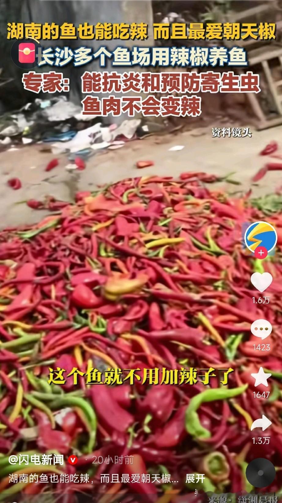 鱼都吃辣椒啦！
这鱼会不会上火？

近日，长沙县一鱼塘彻底火了——塘主竟用辣椒喂
