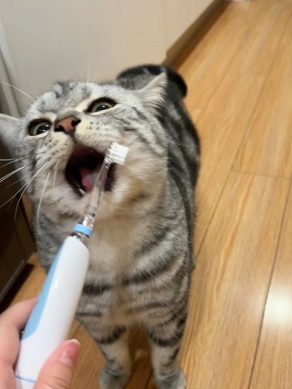 大家的猫猫嘴都滂臭的吗？