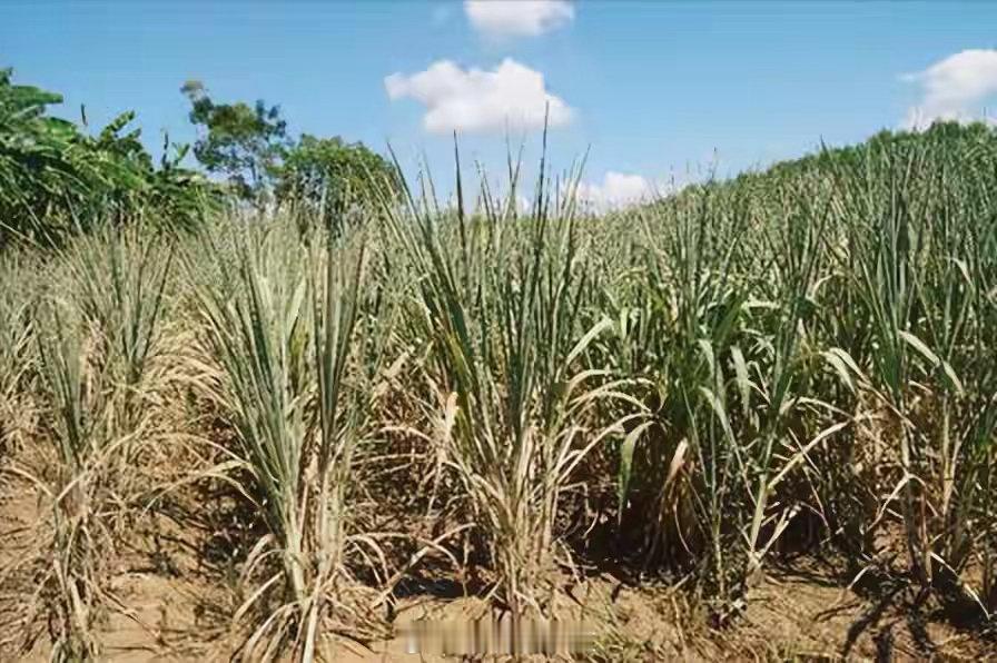 全球糖价升至年内高点全球糖价飙至年内新高！厄尔尼诺概率突破90%，印度、泰国干旱