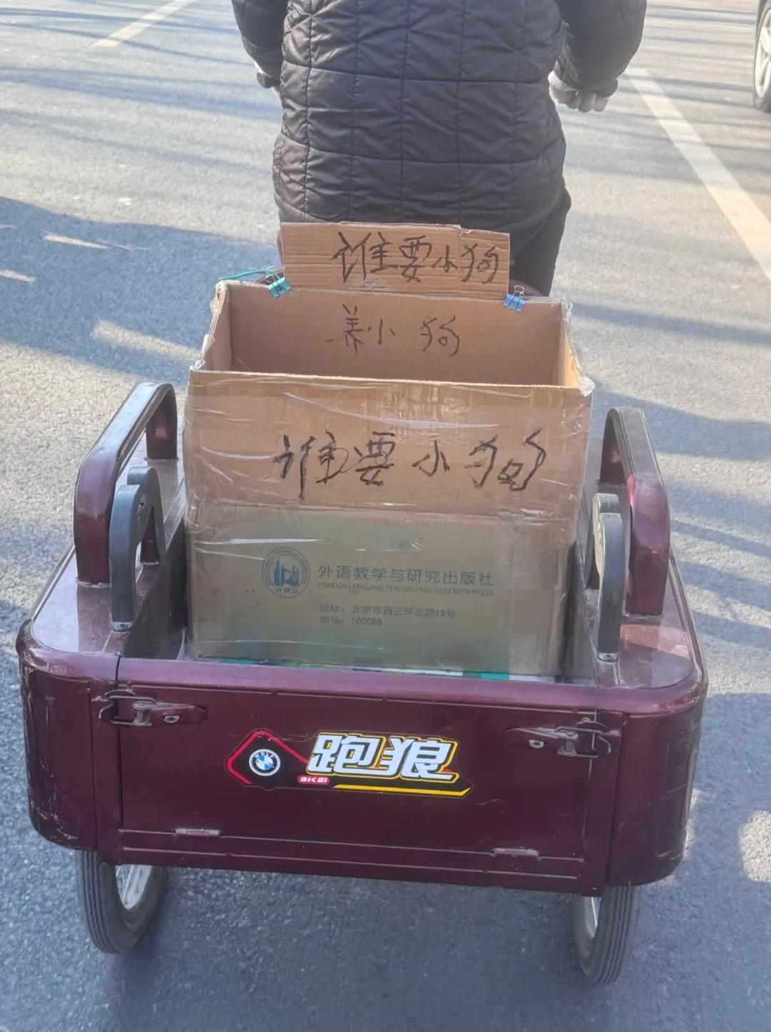 善良的大爷拉着几只小土狗沿街溜达，碰到喜欢的就送人领养，只为让这些毛孩子都有温暖