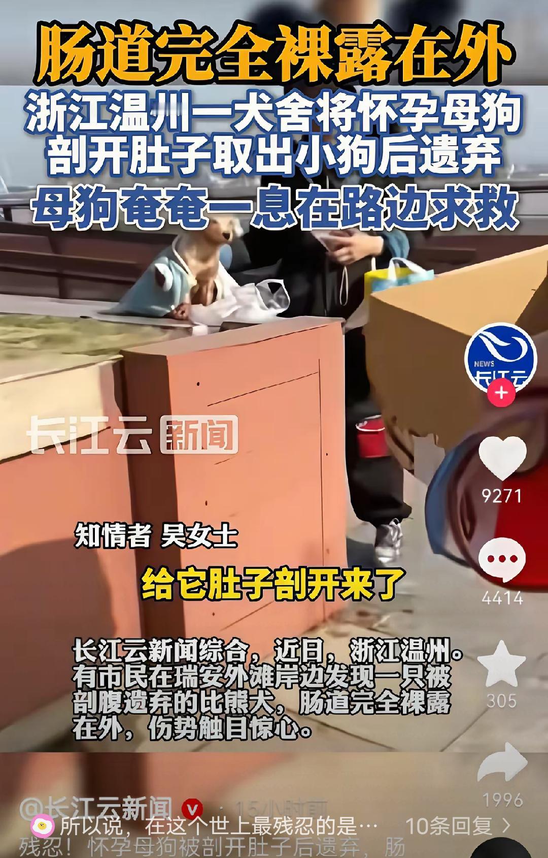 这只繁殖犬真是个谜

明明刚用命换来新生命

却被当作废品扔在路边

明明伤口撕