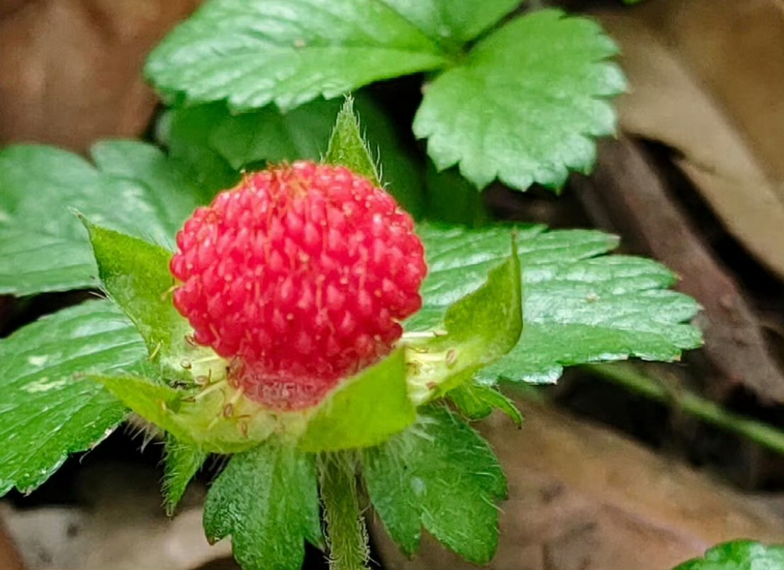 红玉星罗绿蔓间，瑶池洒落缀尘苑。 