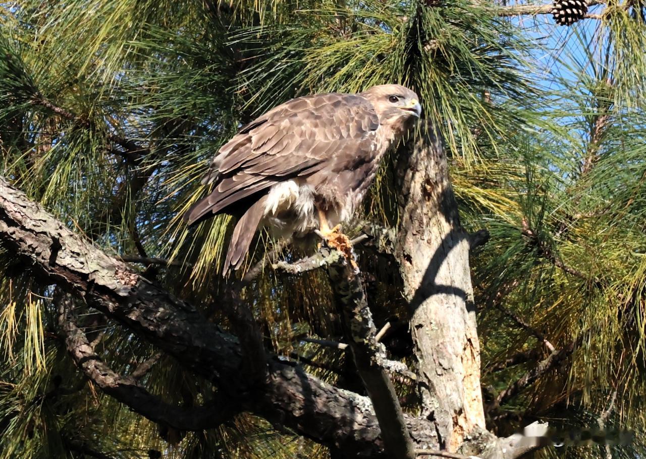 喜山鵟的瞬间！
山中远远抓拍松树上的喜山鵟，抓拍到了它挠痒痒、伸腿的几个瞬间。它