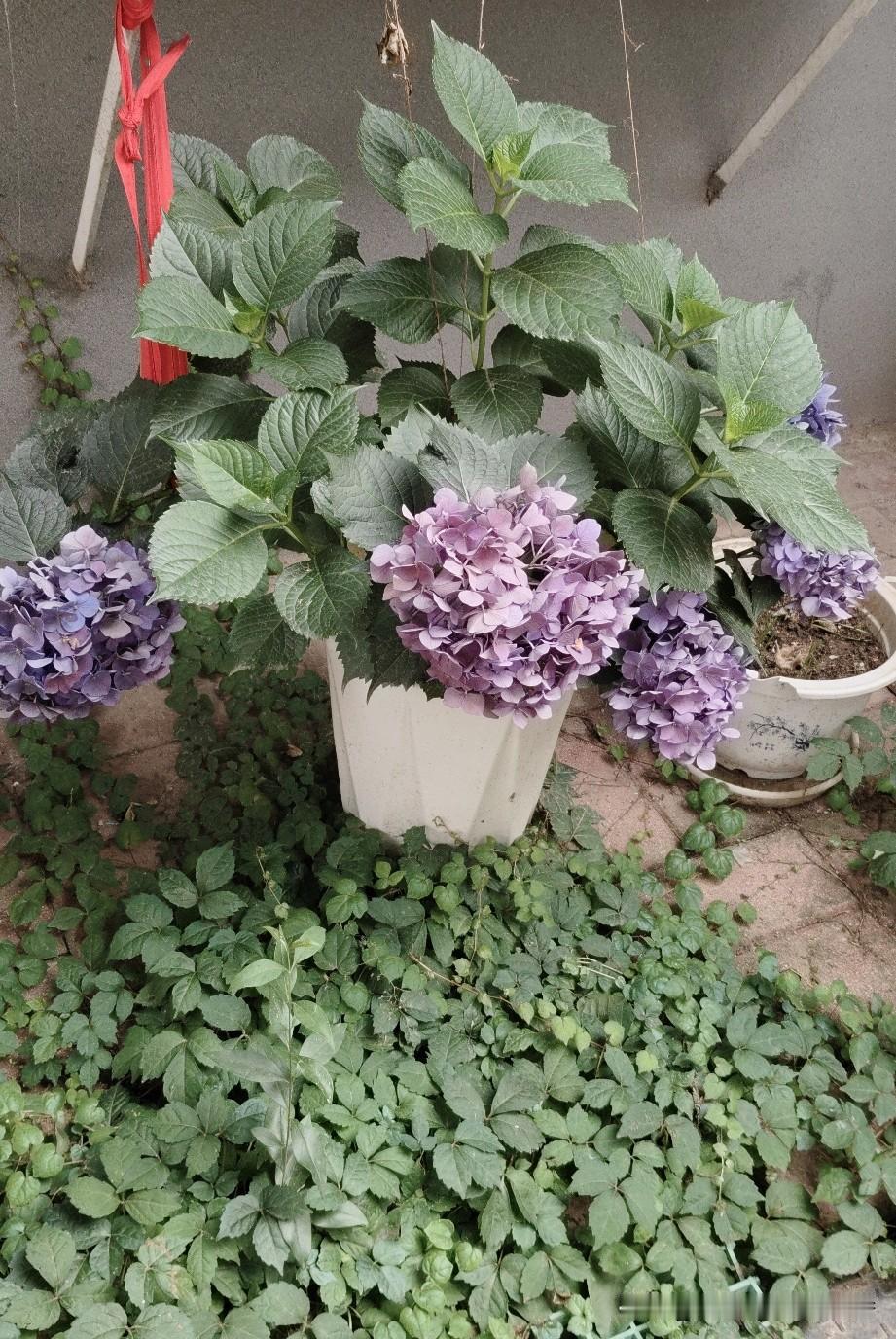 紫色的绣球花，绿色的叶子，生机勃勃的庭院。淡雅绣球花