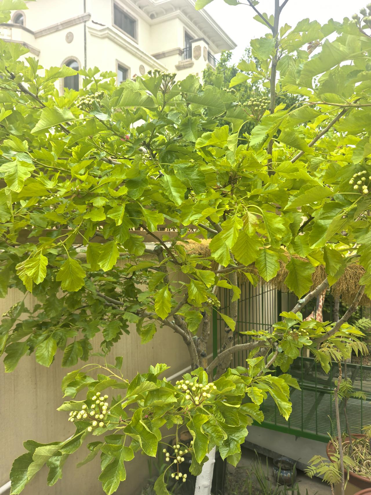 202610。山楂花要开了。