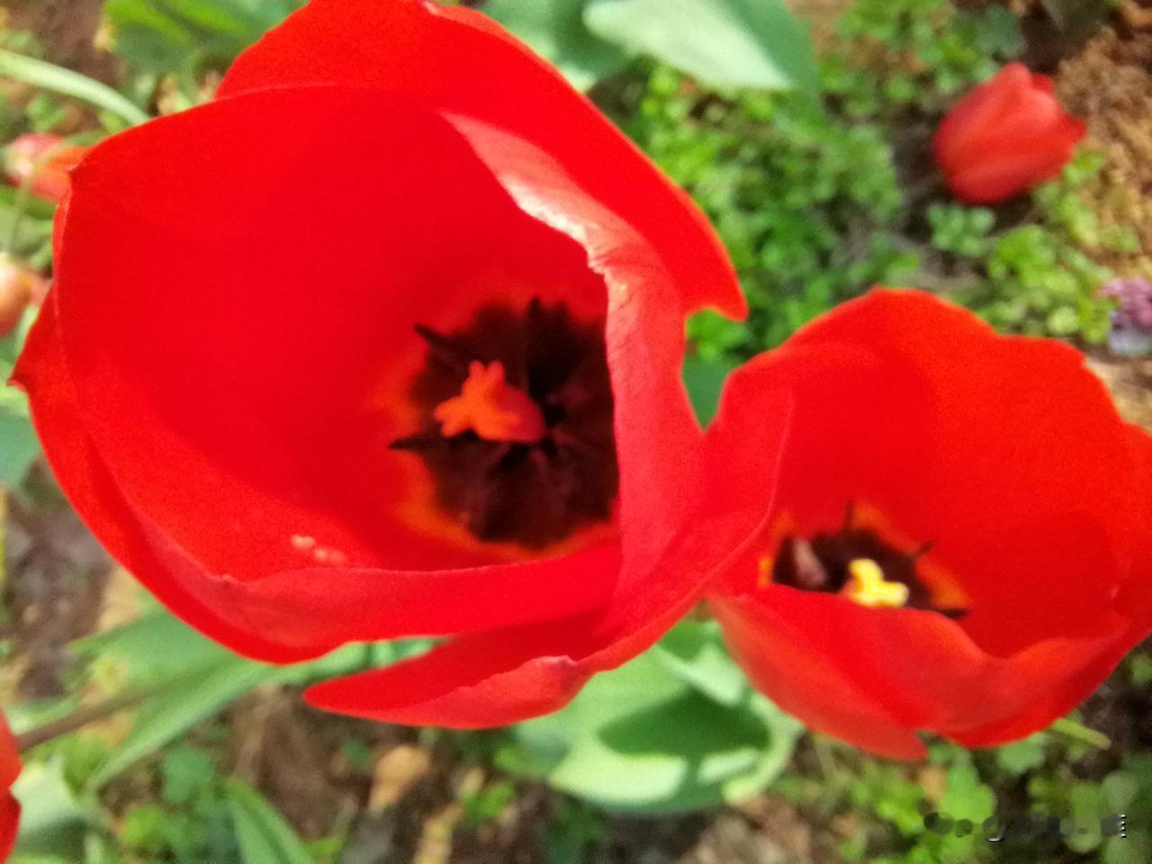 昨晚老伴自告奋勇去洗碗。
听到厨房里叮叮当当响过一阵后，老伴喊我去检查验收。
我