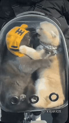 我得了AI综合症，我觉得戴帽子的喵星人会赢。