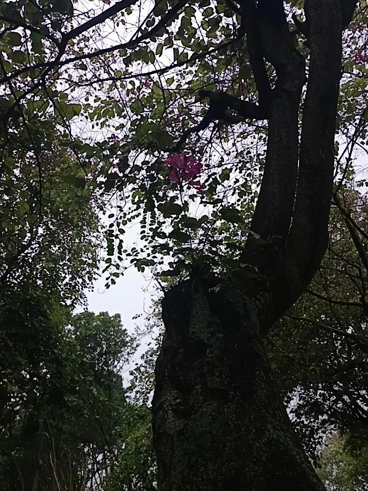 家人们谁懂啊？
这里是不是肇庆市的紫荆西提
见花已经开的差不多了，到了夏季就没有