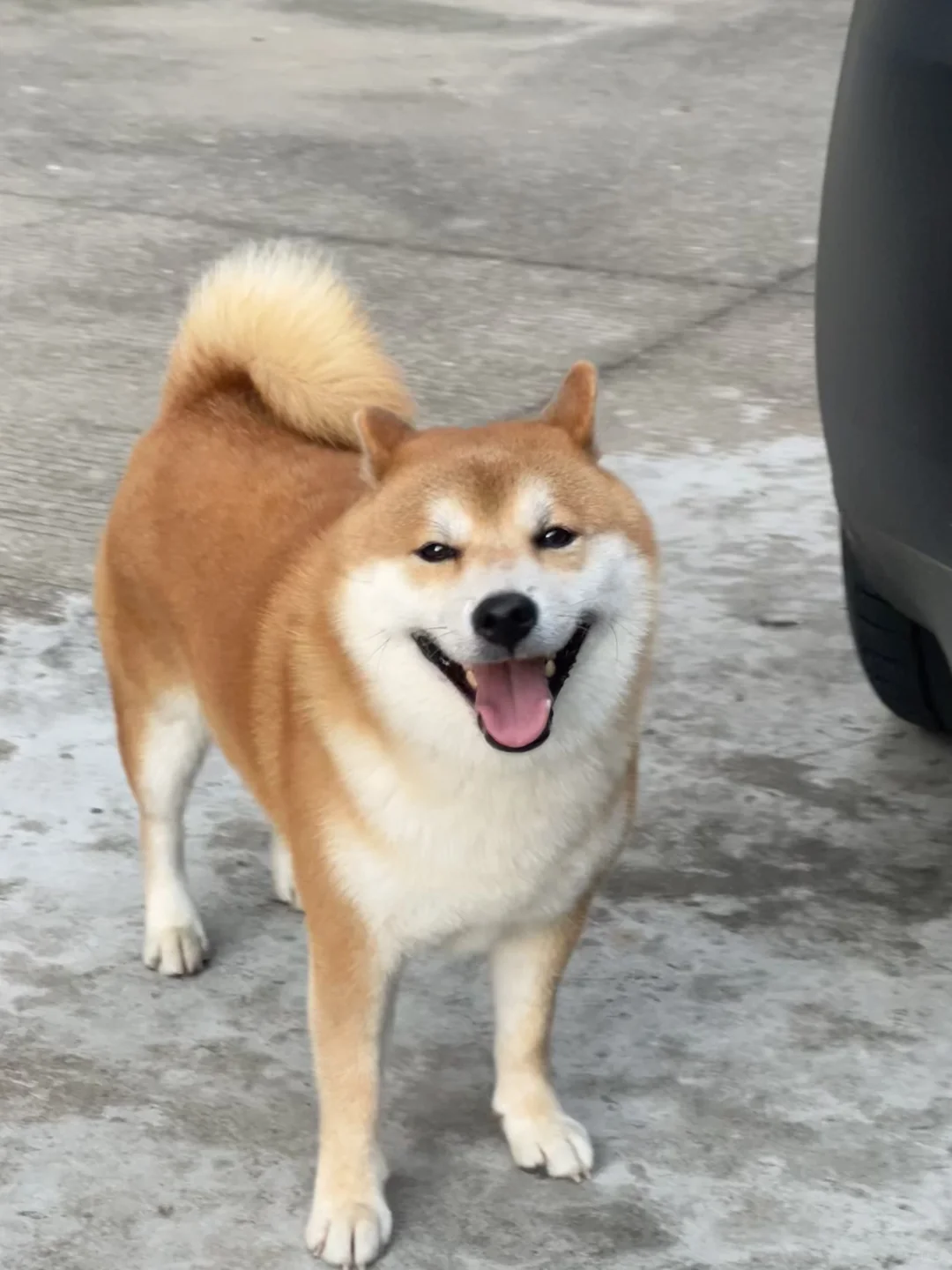 早上好亲爱的家人们