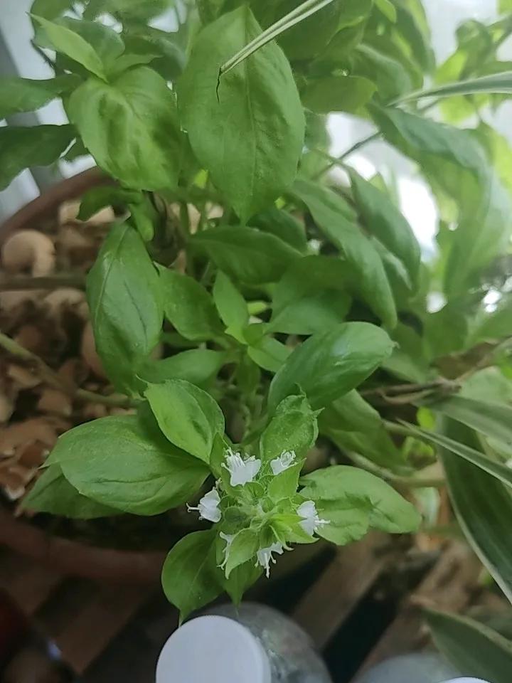 晒图笔记大赛你们那边管这种植物叫什么，原本是草本植物，因为有暖气，结果活了好几年