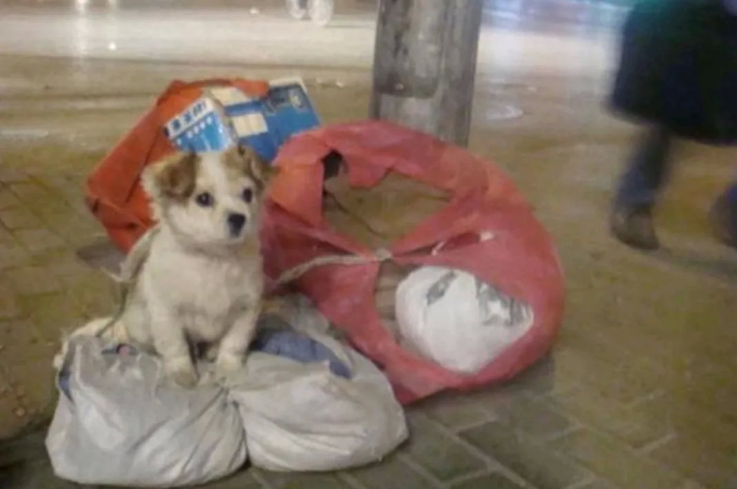 这只狗狗是一个流浪汉从粪坑中救出来的，流浪汉没有钱去给狗狗看病，但是流浪汉会把自