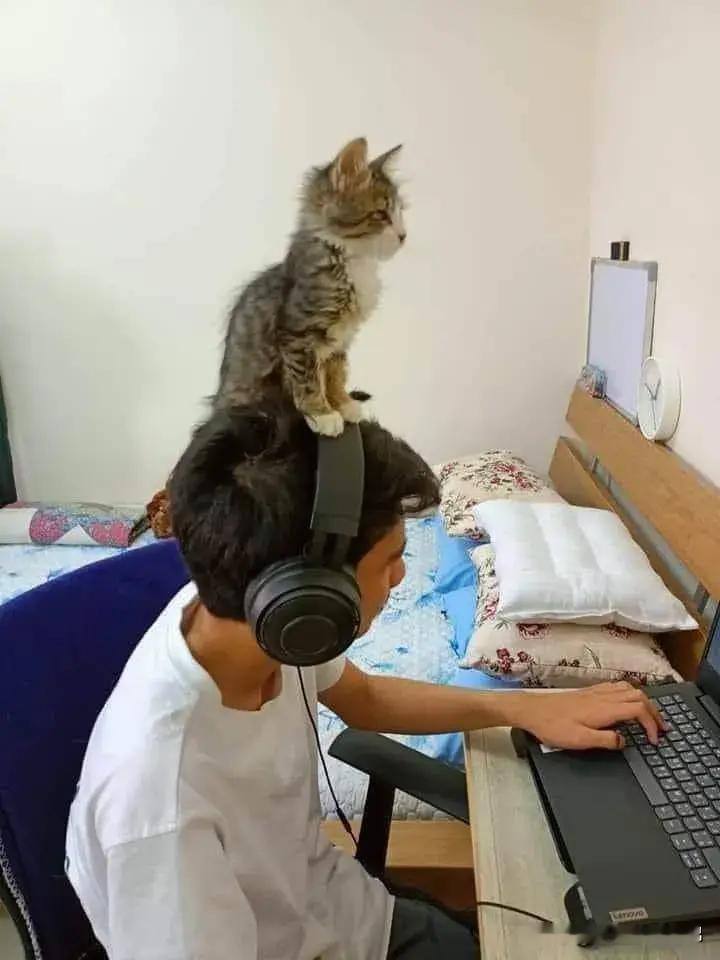 猫猫雷达，360°扫描500公里内的富婆。