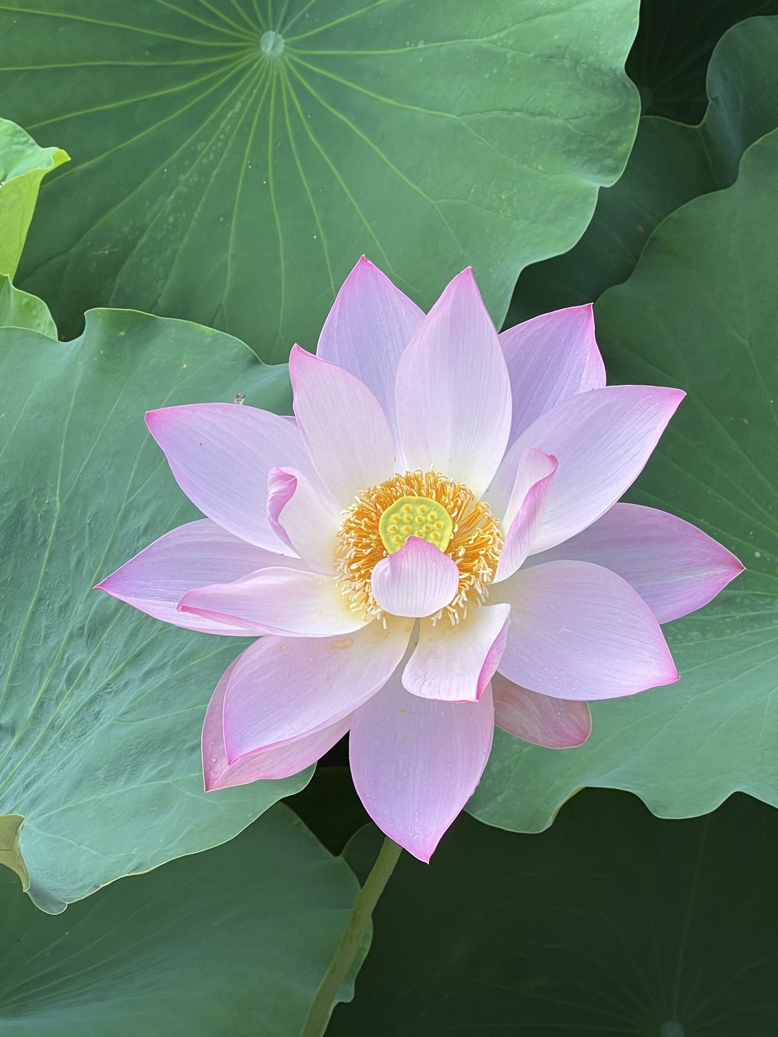 #泽连斯基抱怨西方培训乌飞行员太磨蹭#挺有意思。他还说，当欧盟国家告诉他没有多少