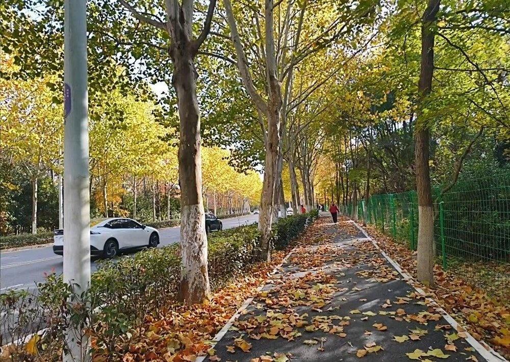 【合肥决定这些路上的落叶暂时不扫了 】秋意渐深，冬意微寒，金黄的银杏、火红的乌桕
