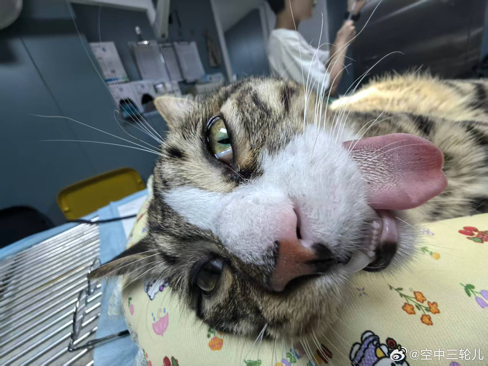 医生手起刀落！从此告别七情六欲~享受从容猫生！ 成都