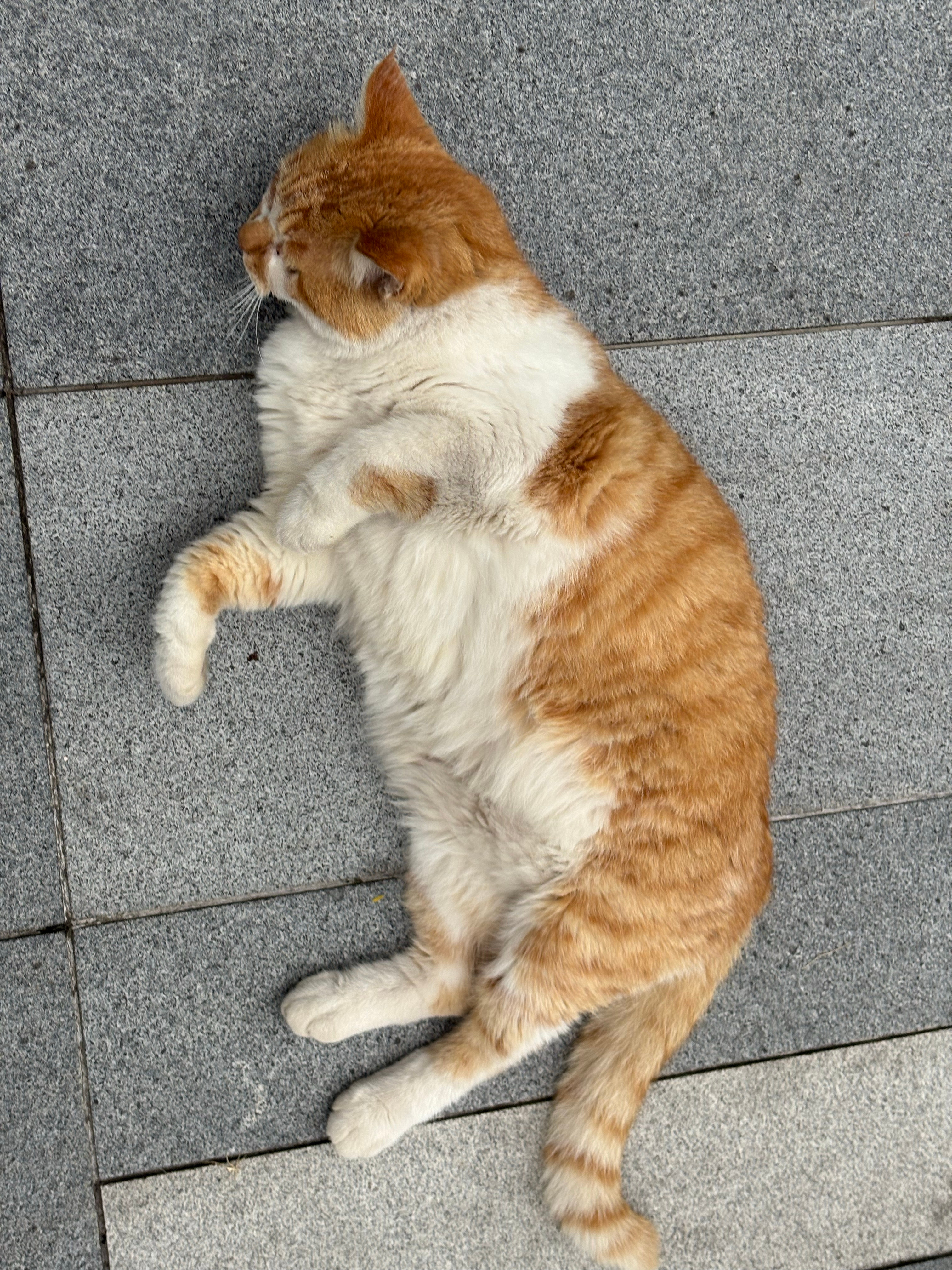 不说话都认出我来了听到一个嗲声就知道是短短短野生喵