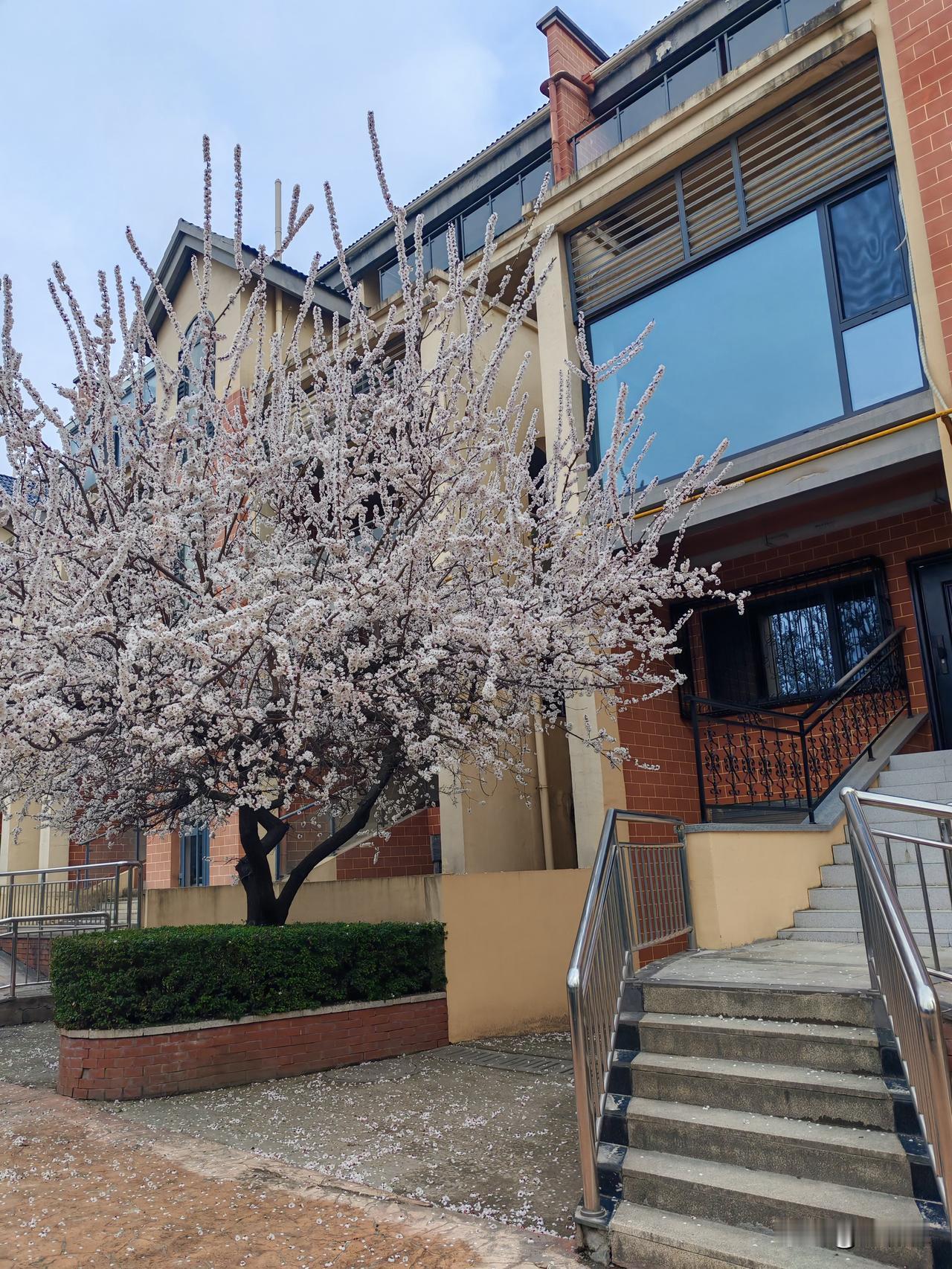 我的房就像烫手的山药
今天下午我又去了一趟我在郊区的这套房子，春和景明，屋前的杏