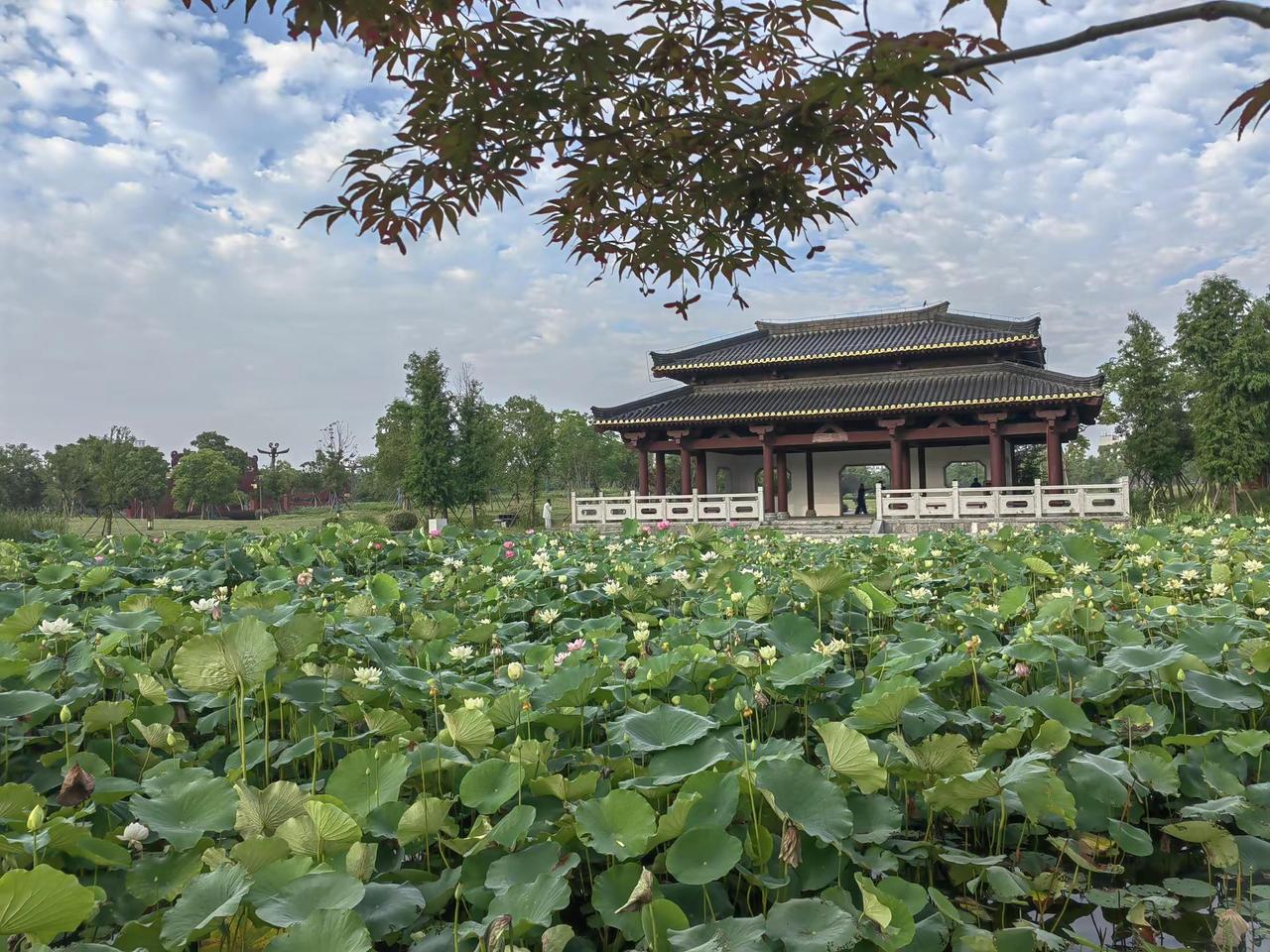 云梦：楚王城公园北园之晨。2026年6月15日，湖北省孝感市，云梦县楚王城公园北