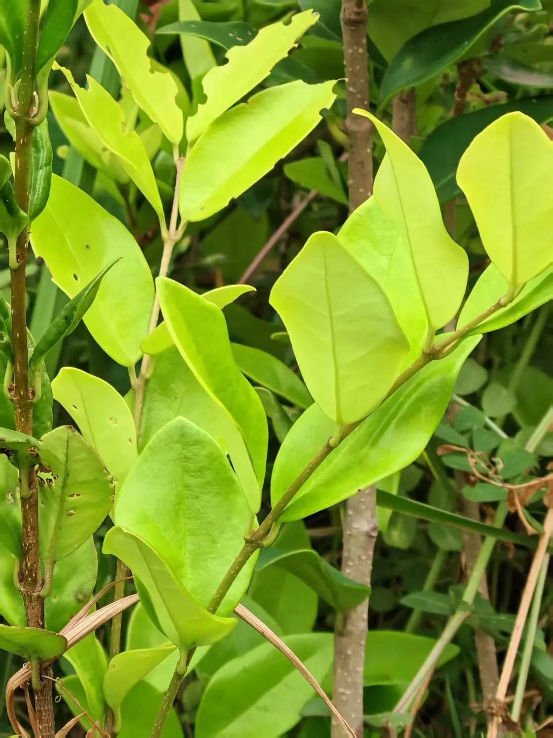 一花一草一世界