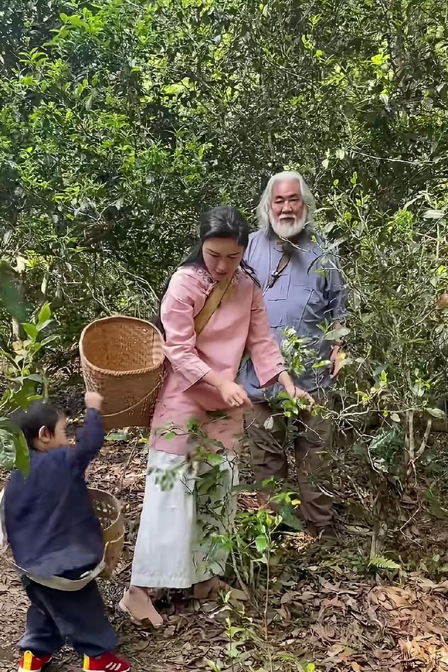 张纪中和妻子杜星霖带领孩子们来到大自然中，亲自体验采茶的过程，张纪中导演鹤发童颜