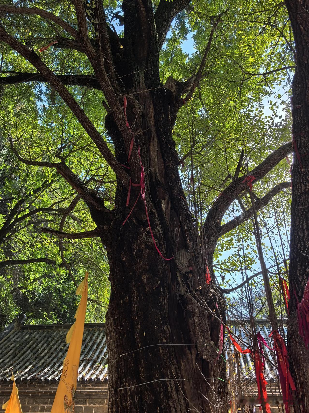 生命力如此顽强，
让人叹为观止，
枣庄抱犊崮偶遇大树，
树身高高挺立，
树根在岩