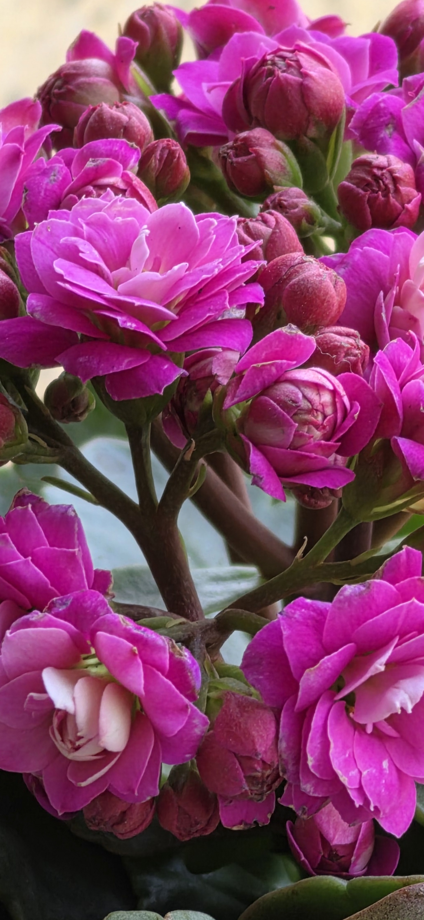 柔化关闭，柔化中等，柔化高等这个三档就是锐化强度的调节选项，柔化高等就相当于没有