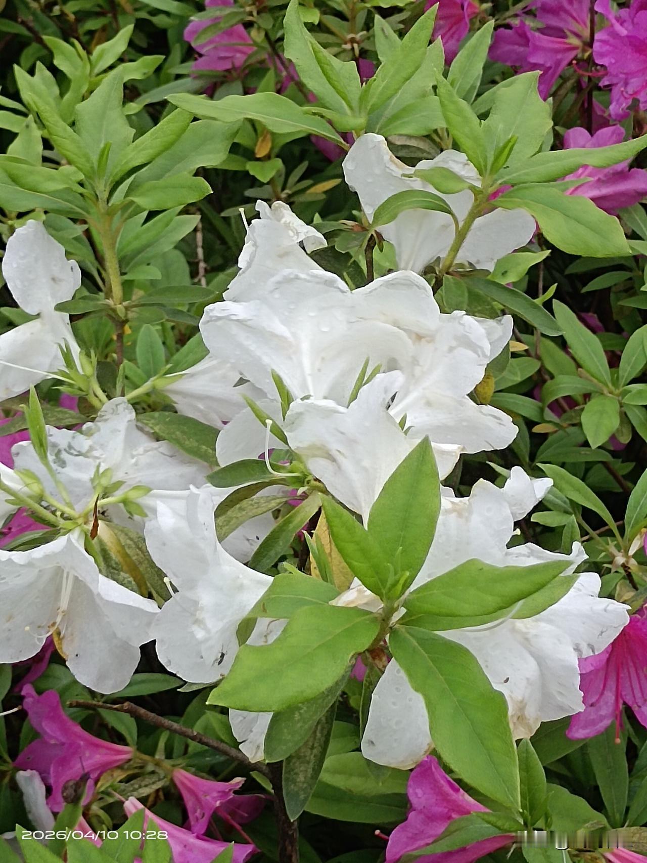 白鹃莹洁凝霜色，淡雅幽香缱绻春风醉染韶华！