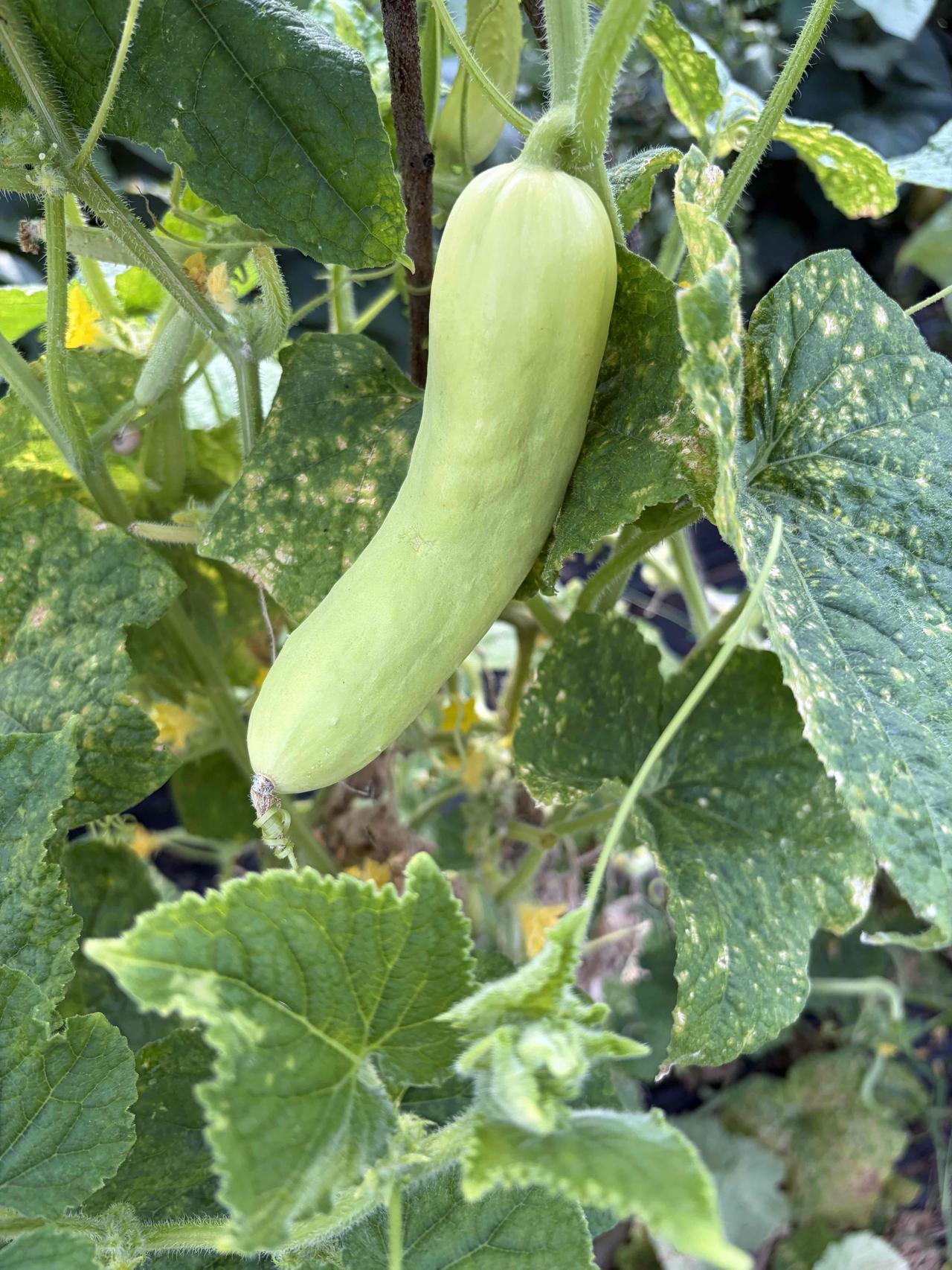 种菜着实有趣，享受过程，吃得健康。
       春季黄瓜即将谢幕，第一批秋黄瓜