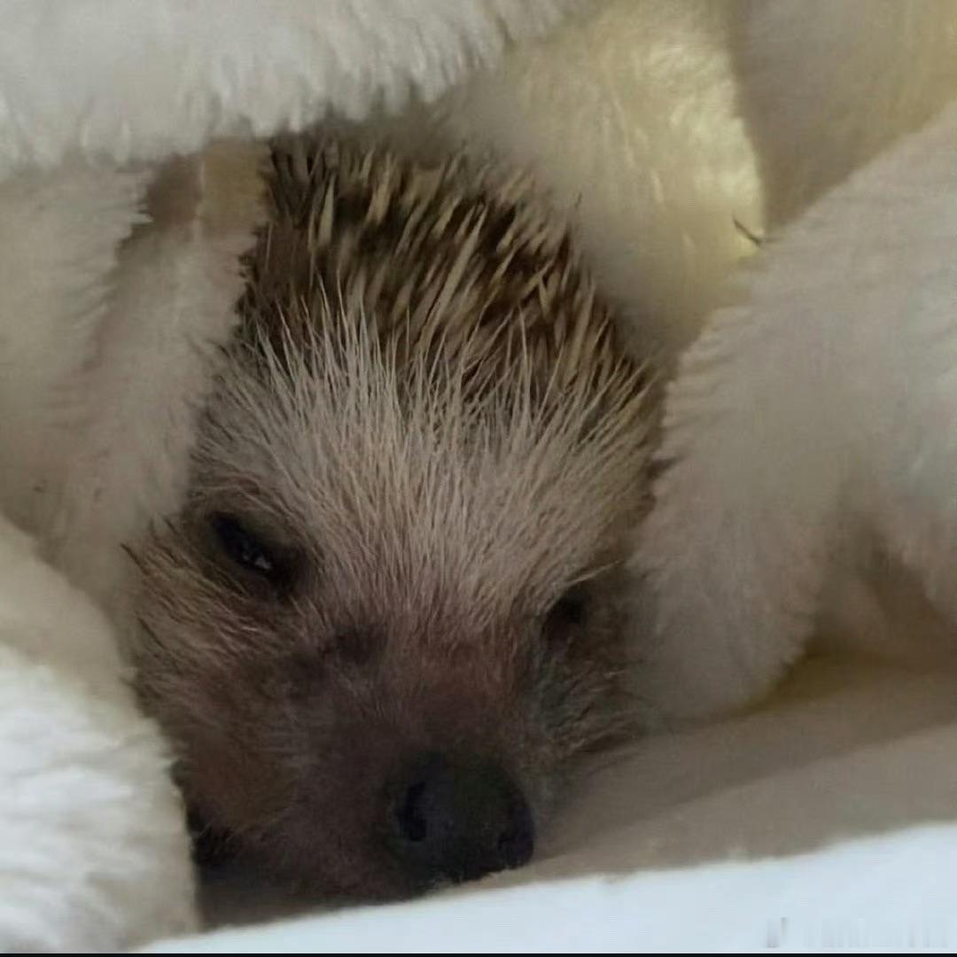 💤 