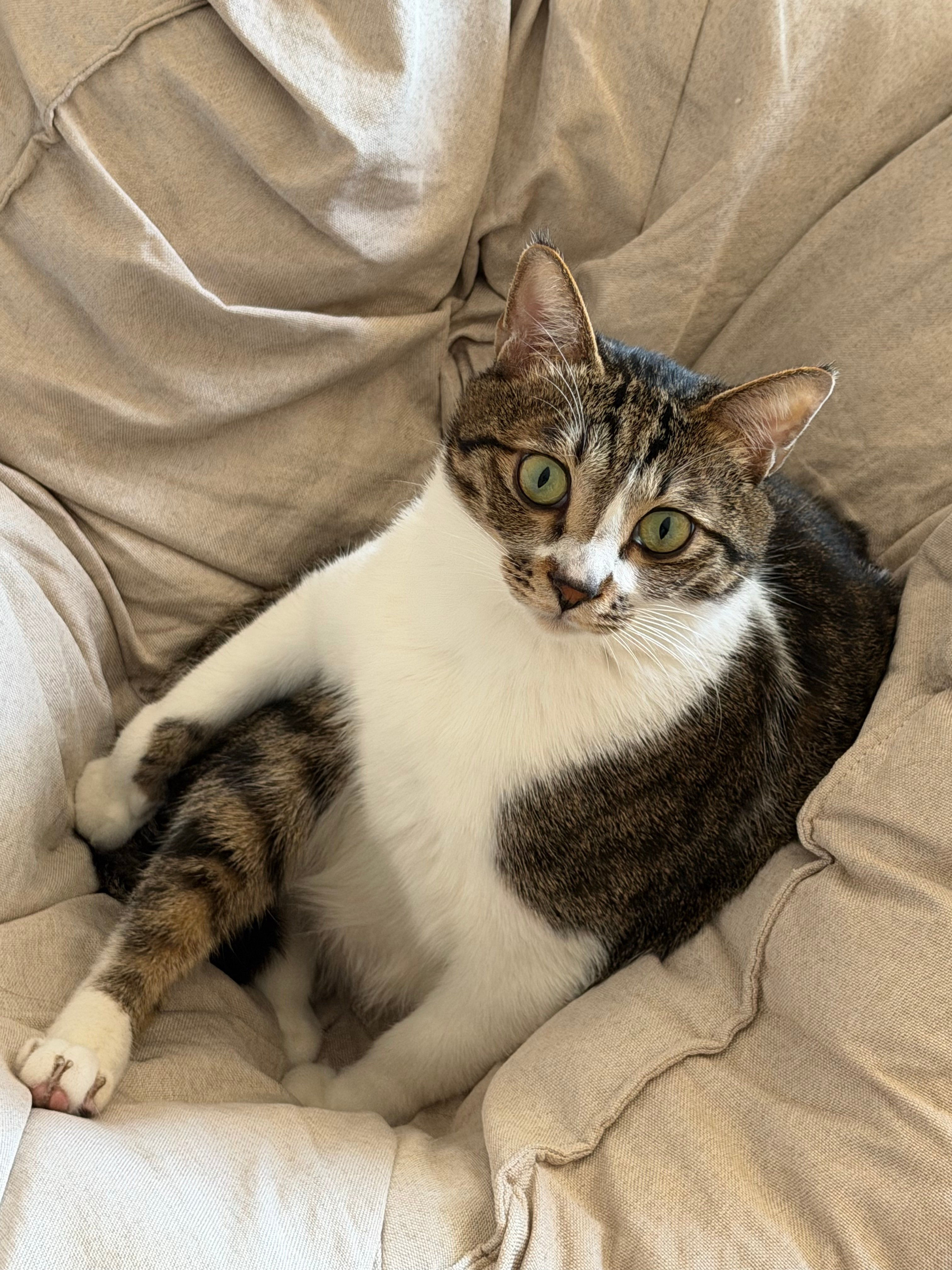 重度恐猫症小猫应该喜欢死这种人了，不仅不蹂躏它，它一靠近一有动作这人一惊一乍的，