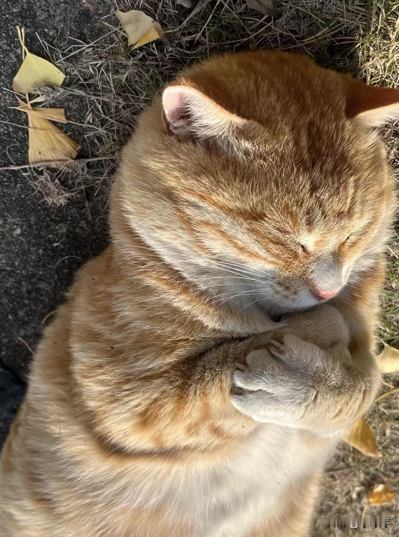 我今年最大的愿望，
只希望，
我可以为更多的小猫
送饭送水给小猫做房子。

我今