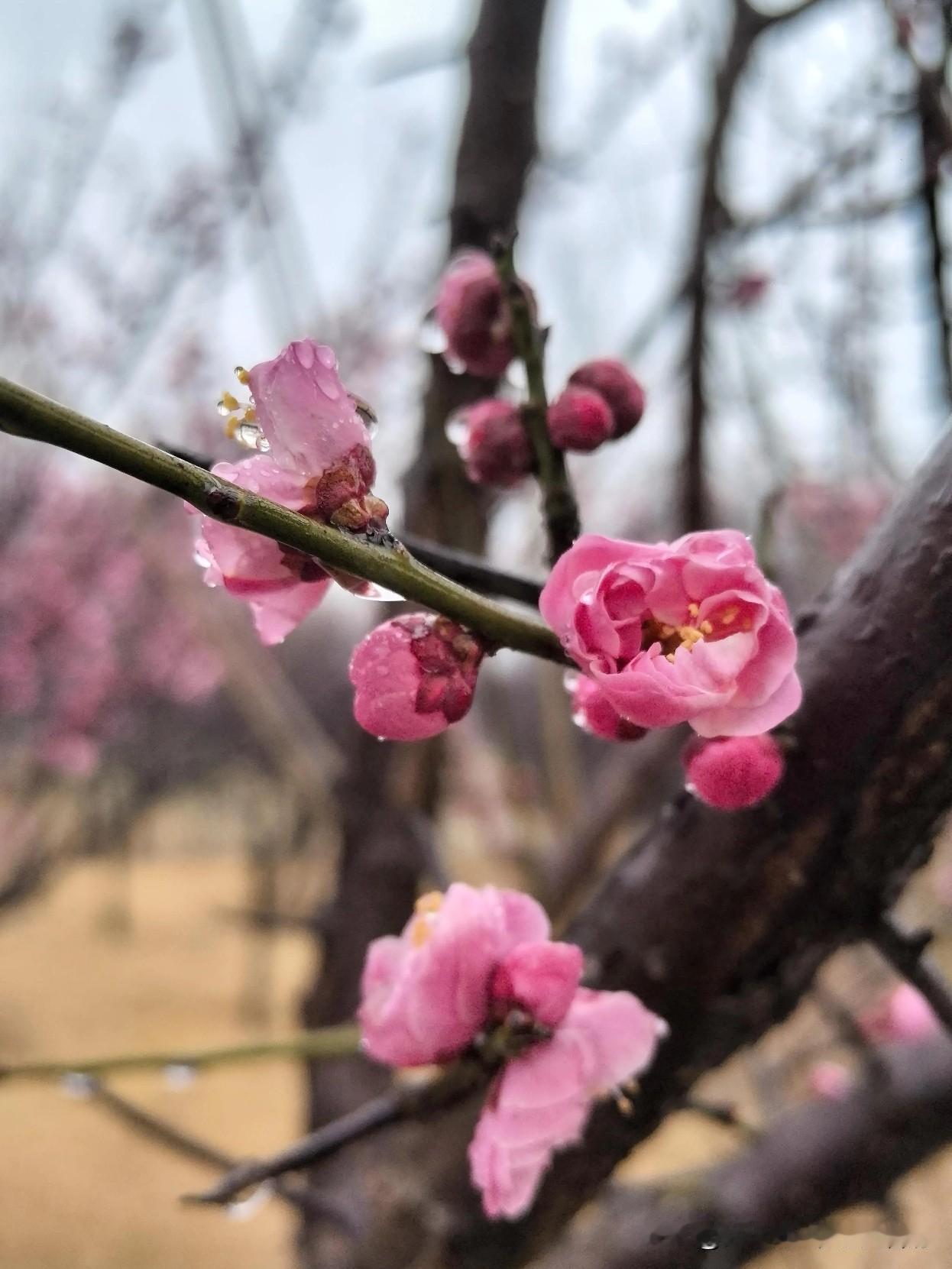 今日细雨濛濛，我与家人一同前往生态园。园内的梅花、迎春花已然开始绽放，梅花上的雨