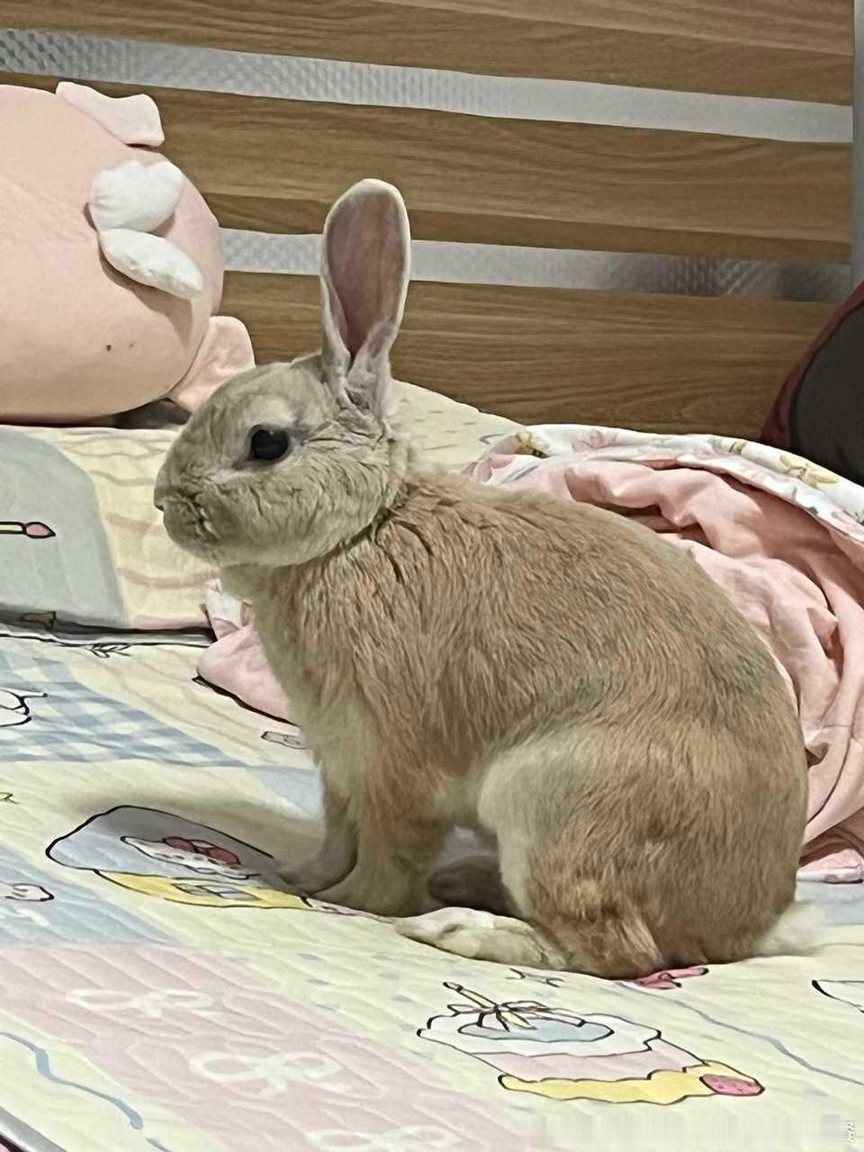 14188🐇【很标准的兔子】 