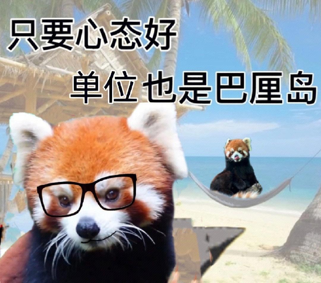 小熊猫表情。#表情包 #小熊猫表情包 #打工生活 #内容过于真实 ​​​