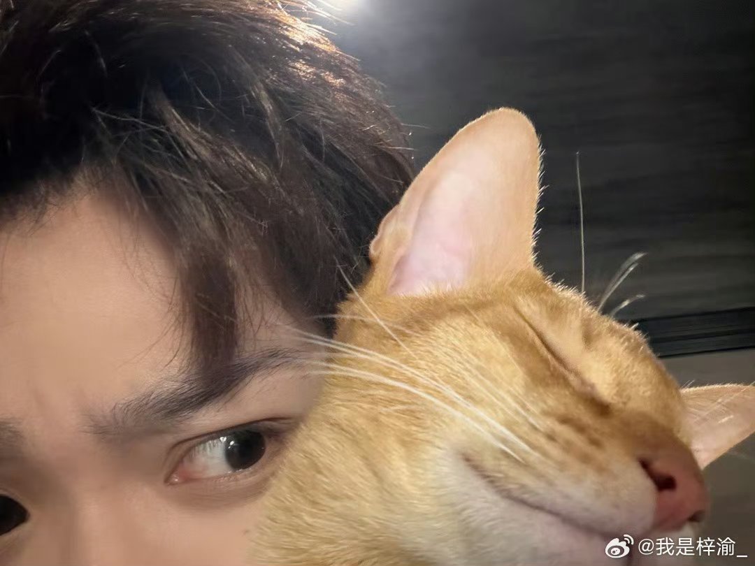 梓渝梓渝和小猫合照 就是萌！正面看，萌！背面看，萌！左边看，萌！右面看，萌！上面