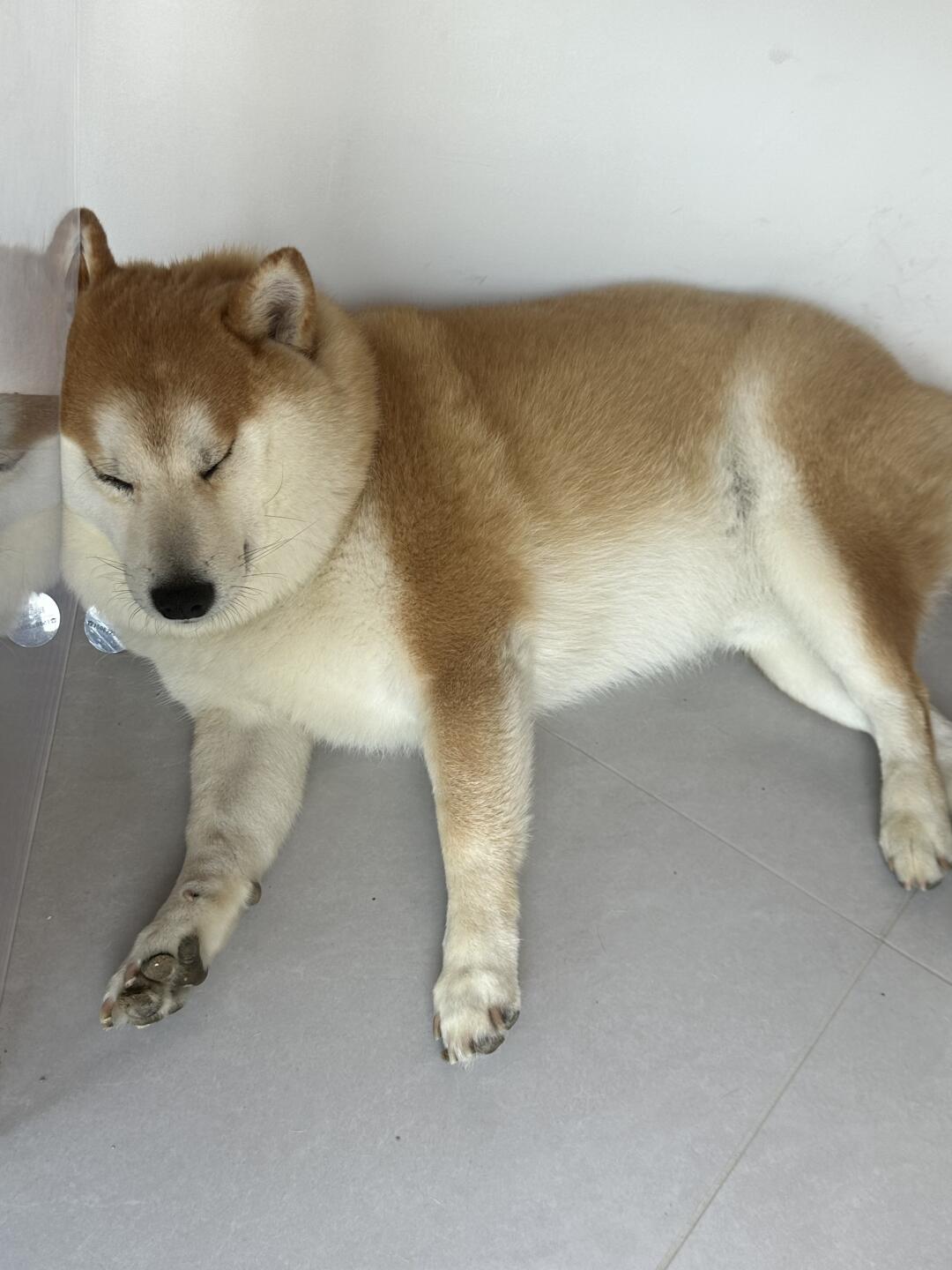 脸挤扁了