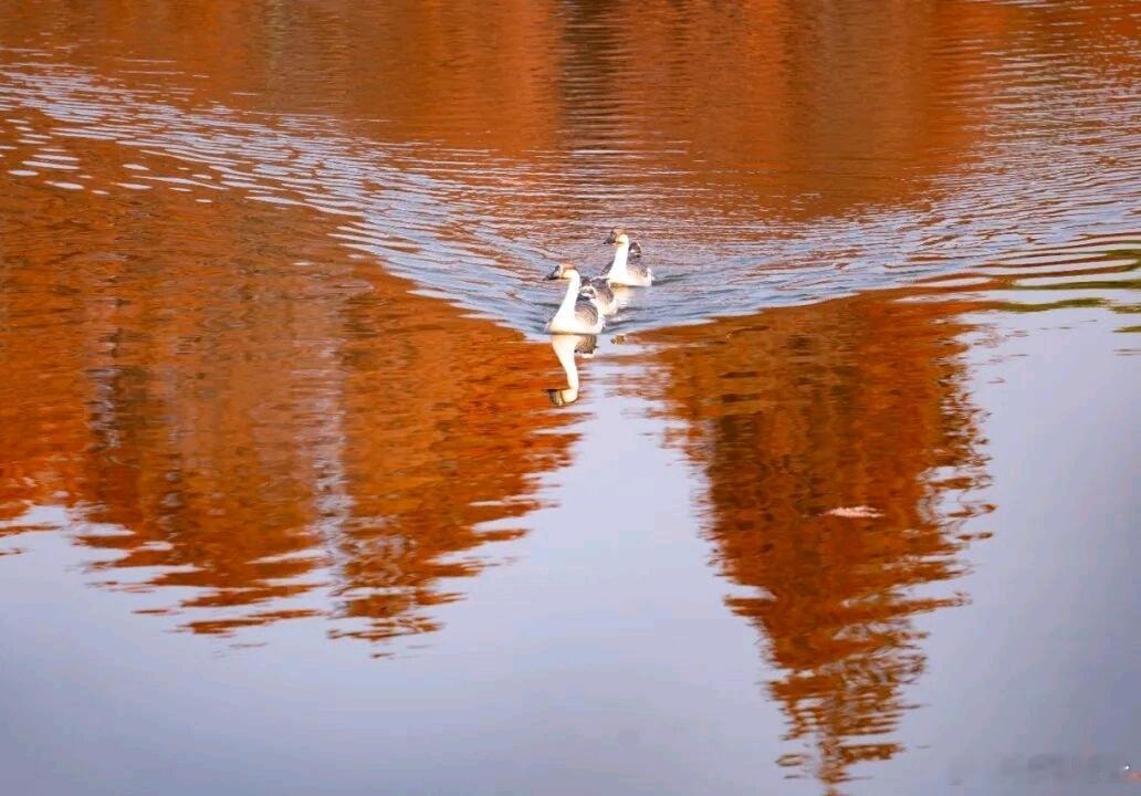 红杉林的倒影里，藏着整个秋天的收尾浪漫。 