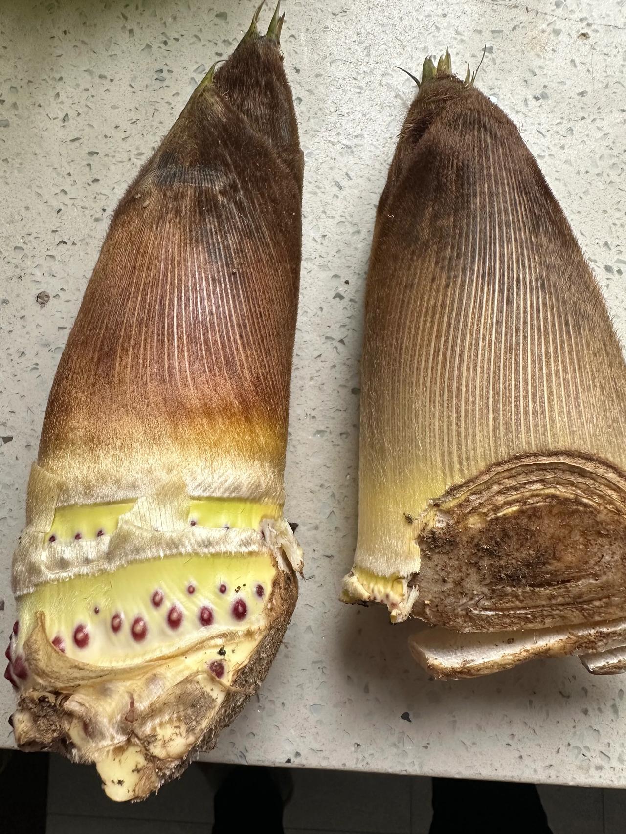 下班回家，在楼下遇见一楼邻居李姐正在剥笋子。

我赞了一句：“笋子好鲜嫩哦，哪里