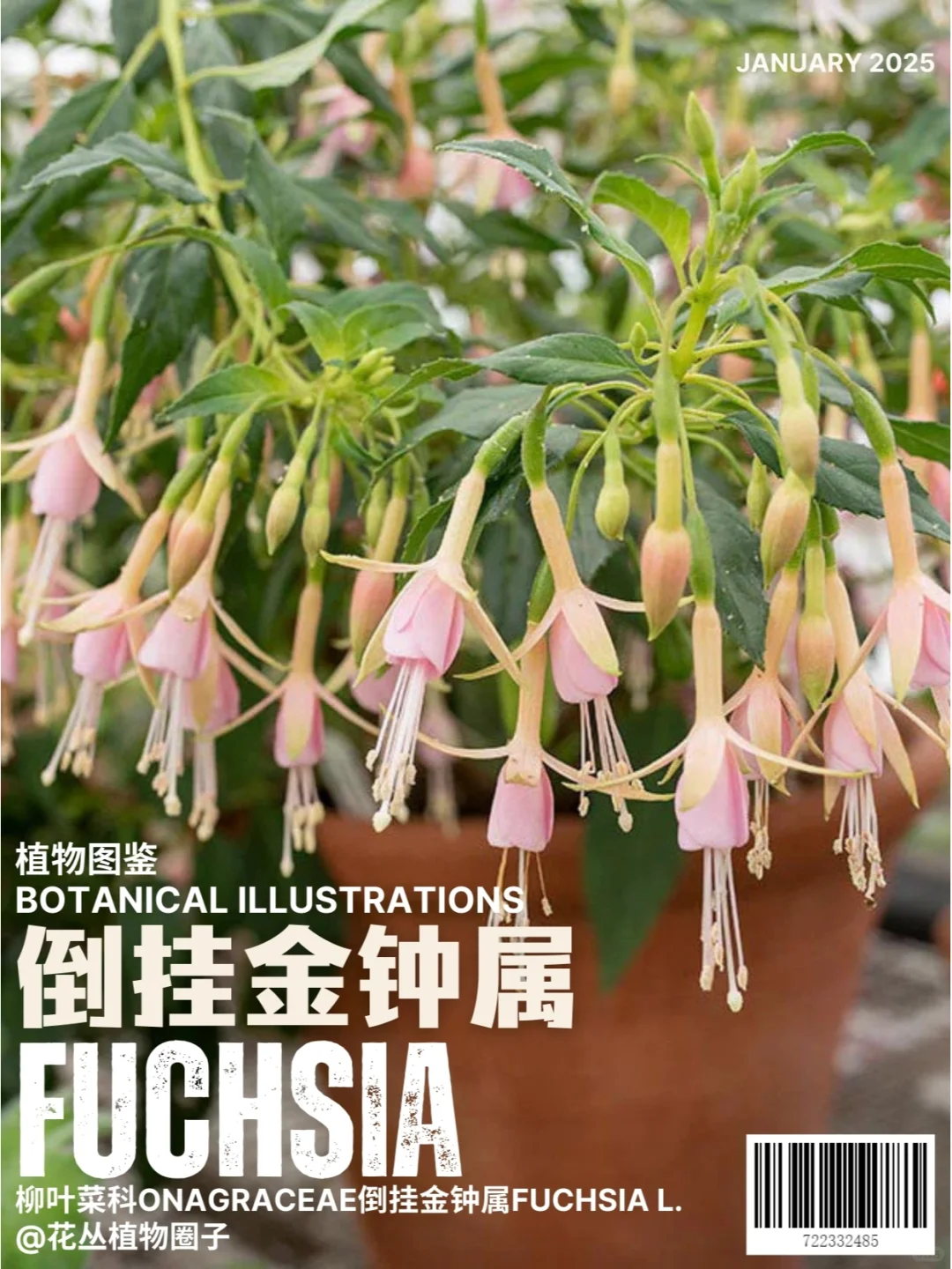 倒挂金钟属