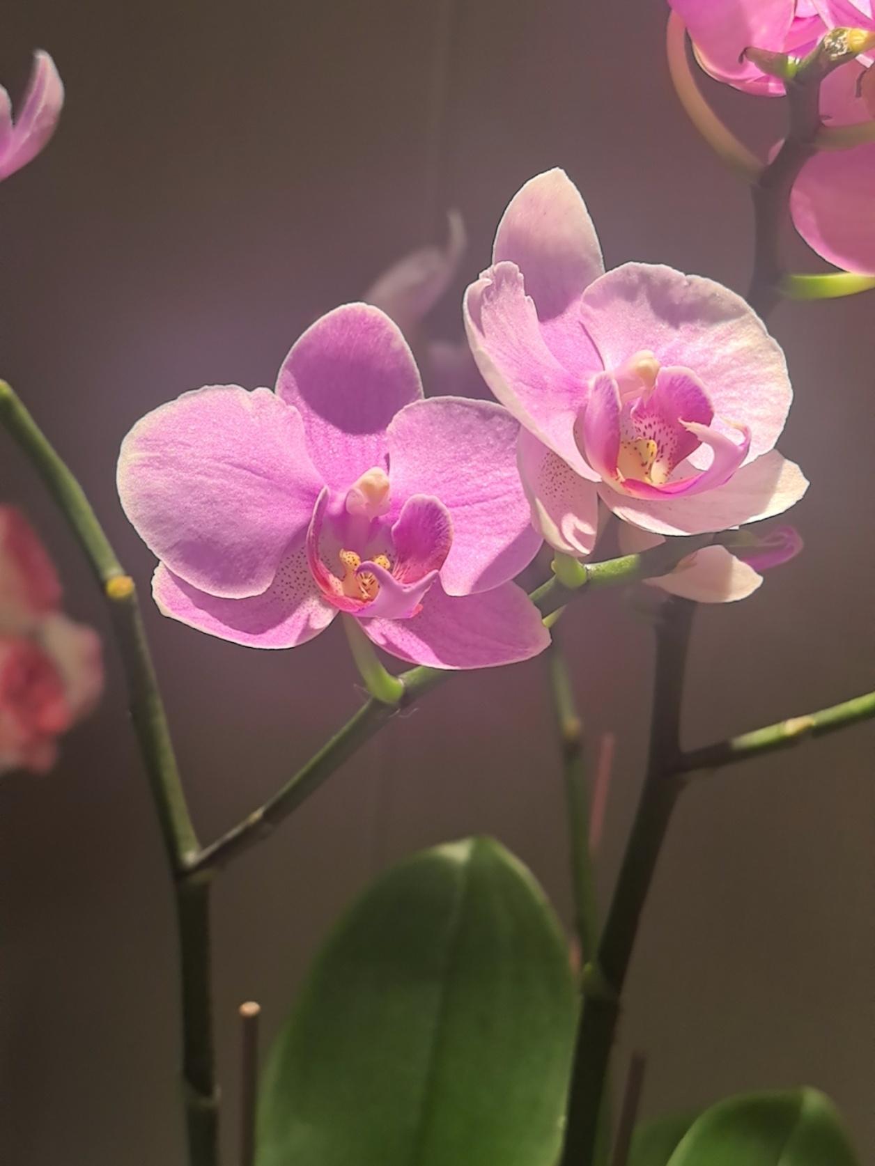 我有时候舍不得花钱，就靠一套“自我说服系统”活着。

我跟老公都上班，各管各的工