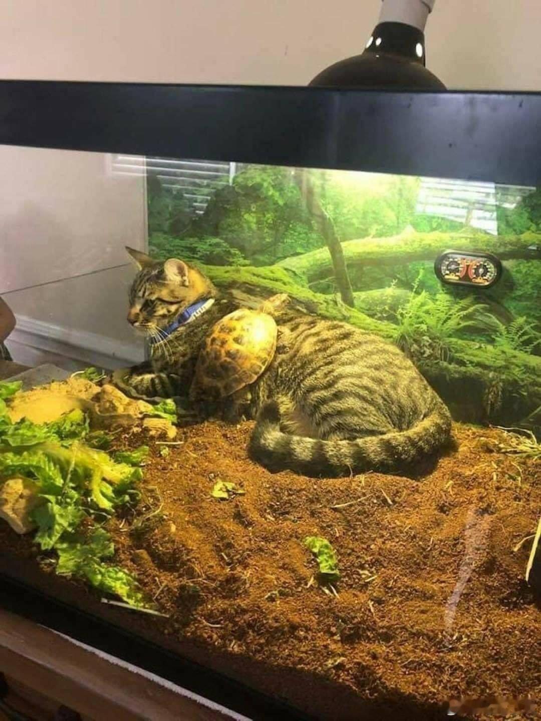 为什么你会在那里…😳猫咪强行霸占恒温龟箱当床