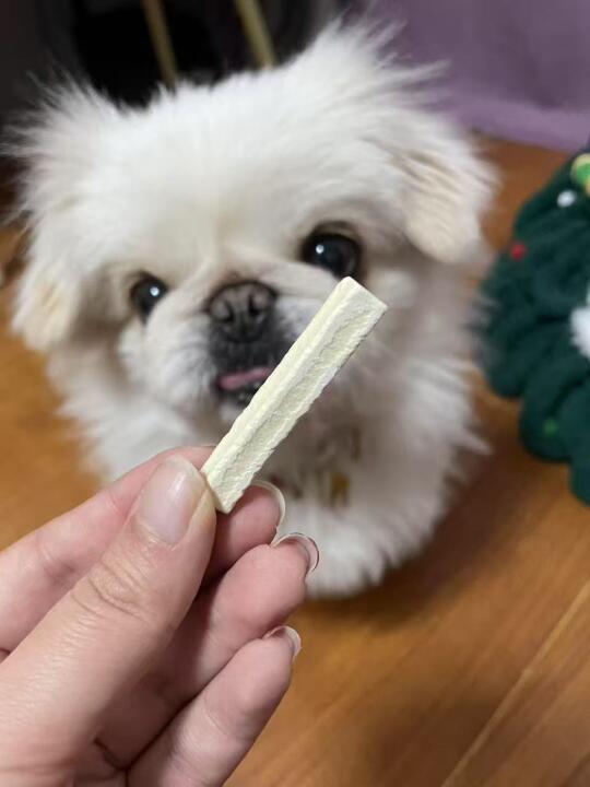 挖到让两小只京巴抢疯了的宝藏磨牙棒啦✨