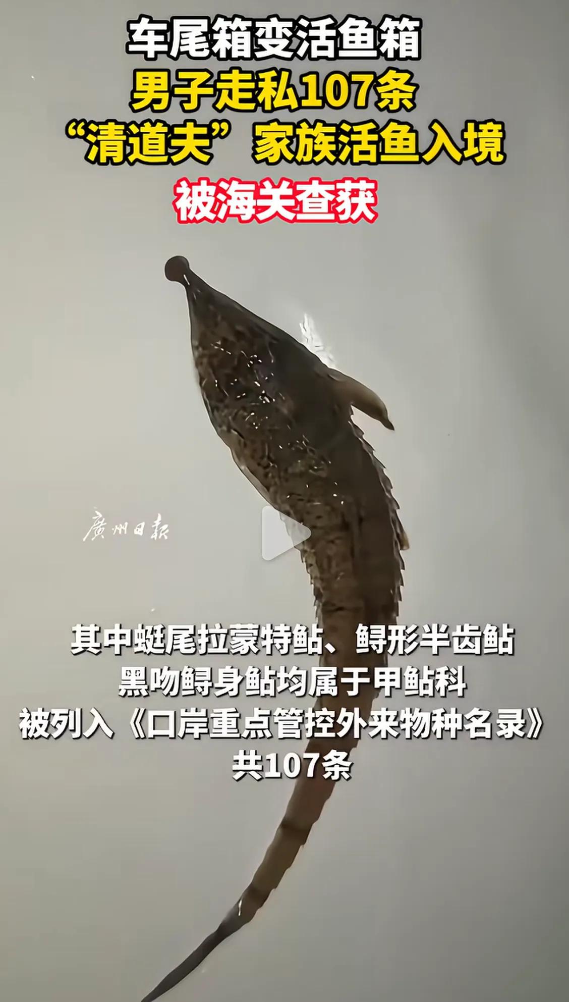 清道夫这种鱼的危害相信很多人都知道，尤其是南方钓鱼的朋友们。
吃又不能吃，繁殖力